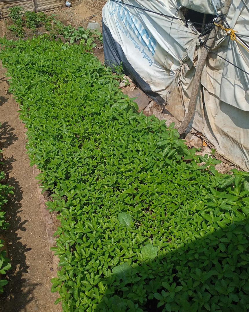 Garden Shot From Angele